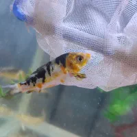 ماهی‌قرمز‌وکوی