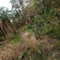 درخت بو ده هستم