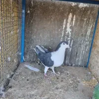 کبوتر نقش طوقی