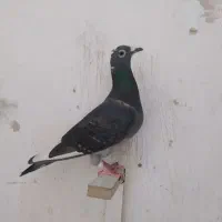 کبوتر کفتر پلاکی|پرنده|بیرجند, |دیوار