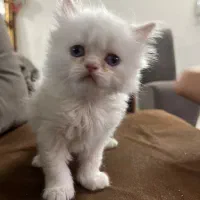 واگذاری بچه میکس هیمالین وبریتیش|گربه|مشهد, نوید|دیوار