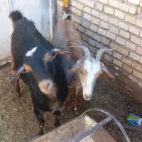 بز و کهره نر