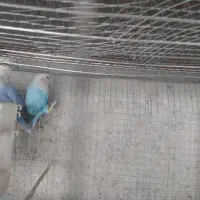 کوتوله|پرنده|سراوان, |دیوار