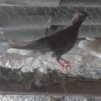 کبوتر رنگی|پرنده|کلاله, |دیوار