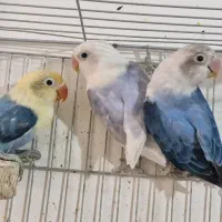 طوطی برزیلی