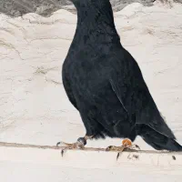 کبوتر|پرنده|سیرجان, |دیوار