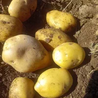 سیب زمینی جیلی