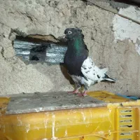 کله دار