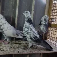 کبوتر گرگی|پرنده|اصفهان, منتظرالمهدی|دیوار