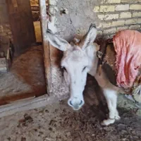 الاغ|حیوانات مزرعه|قره پشتلو, |دیوار