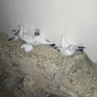 کفتر فروشی|پرنده|کهنوج, |دیوار