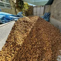 بادام امسالی (شیرین ) کشاورزیمون|عمده‌فروشی|قم, بوستان علوی|دیوار