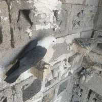 کبوتر کله سفید ماده جوان سالم سالم به شرط تخم وبچ|پرنده|گتوند, |دیوار