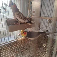 عروس هلندی مرغ عشق فنچ