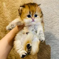 بچه گربه مورد علاقت اینجاست