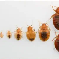 سمپاشی سم پاشی متخصص ساس و سوسک «۱۰۰٪تظمینی»