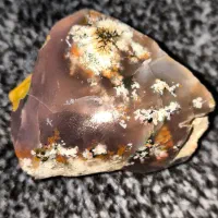 شجر|کلکسیون اشیاء عتیقه|برازجان, |دیوار