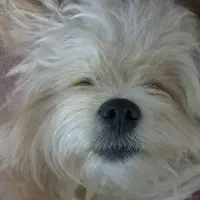 سگ برای واگذاری رایگان