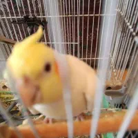 یک جفت عروس هلندی لوتینو وگل باقلی با لوازم