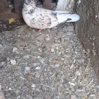 دو جفت کبوتر دوتا سیاه یکی سورور و یکی قرمز شازده|پرنده|نیر (اردبیل), |دیوار