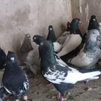 کفتر سینه و کله|پرنده|شیراز, پانصد دستگاه ارتش|دیوار