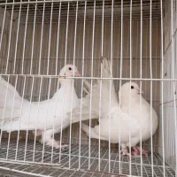پرنده زینتی|پرنده|سراوان, |دیوار