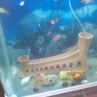 آکواریوم درجه یک با ماهی و همه وسایل و ماهی|ماهی|اصفهان, بهارستان|دیوار