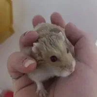 فروش همستر کمپل|موش و خرگوش|محلات, |دیوار