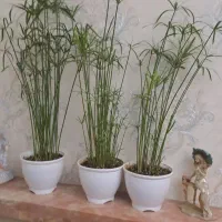 نخل مرداب|گل و گیاه طبیعی|تهران, قیطریه|دیوار