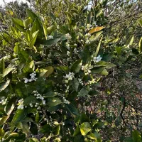 باغ-1000-متر-نزدیک-به-دریا