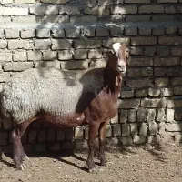 میش آبستن