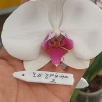 نشا ارکیده فالانوپسیس کشت بافت|گل و گیاه طبیعی|تهران, شهرک چیتگر|دیوار