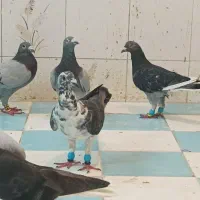 60تا کفتر پلاکی بیرونی|پرنده|شیراز, سهل‌آباد|دیوار