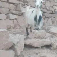 ۲۸ راس بز با ۲۸ کهره