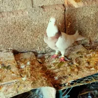 کفتر سرور بهبهانی|پرنده|شیراز, سعدیه شمالی|دیوار