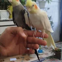 جفت عروس هلندی نروماده|پرنده|مراغه, |دیوار