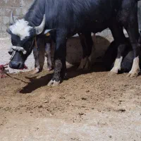 گاومیش نر|حیوانات مزرعه|محمدبار, |دیوار