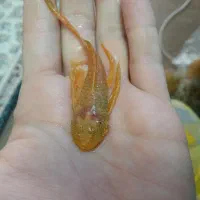کت فیش پوزه بوته ای