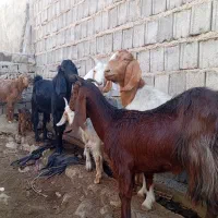 بزوبزغله|حیوانات مزرعه|سرفاریاب, |دیوار