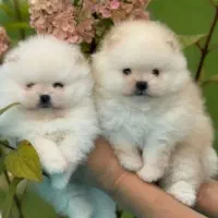 جشنواره ویژه پامر 66روزه بااف و تخفیف50درصدی|سگ|مشهد, اقبال|دیوار