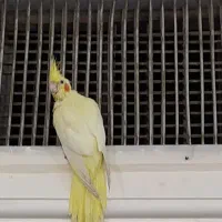 فروش جوجه ی 40 روزه ی عروس هلندی