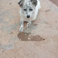 پامرین|سگ|تهران, مختاری|دیوار