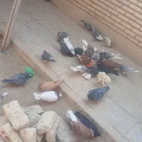 کفتر
