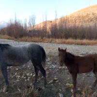 کره اسب|حیوانات مزرعه|کوهرنگ, |دیوار