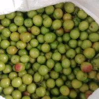گوجه سبز