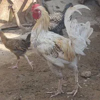 دو عدد خروس دورگ لاری بزرگ و چاق برای داشت و کشت|حیوانات مزرعه|وحدتیه, |دیوار