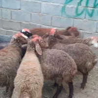 گوسفند کاور نر