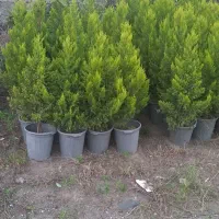 لاوسون در سه سایز|گل و گیاه طبیعی|رامسر, |دیوار