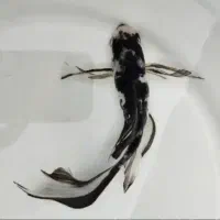 اکواریوم ماهی و لجن خوار