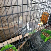 عروس هلندی|پرنده|شیراز, شهرک مهرگان|دیوار